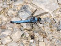 Südlicher Blaupfeil Libelle Männchen